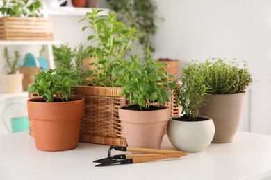 Potted herbs and gardening tools on white table