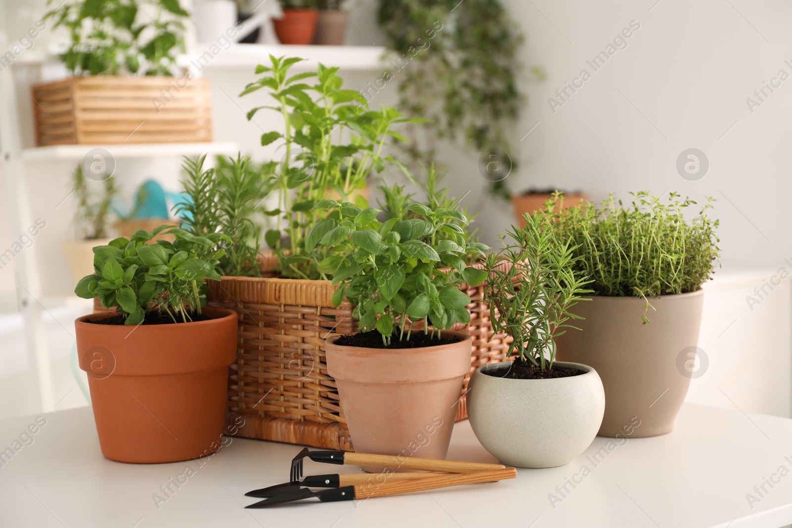 Photo of Potted herbs and gardening tools on white table