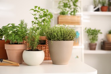 Potted herbs and gardening tools on white table indoors