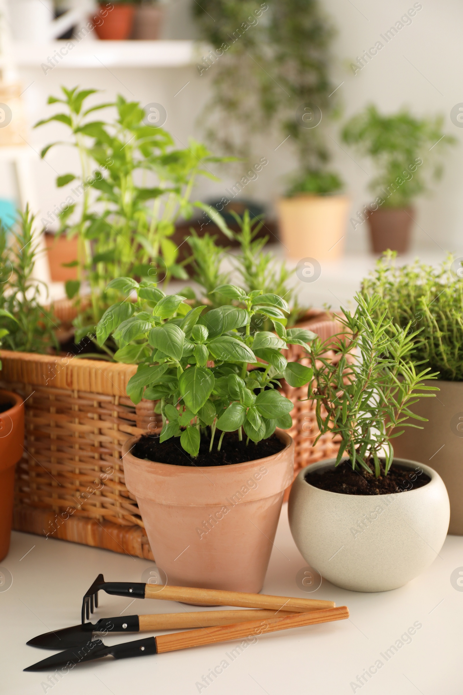 Photo of Potted herbs and gardening tools on white table