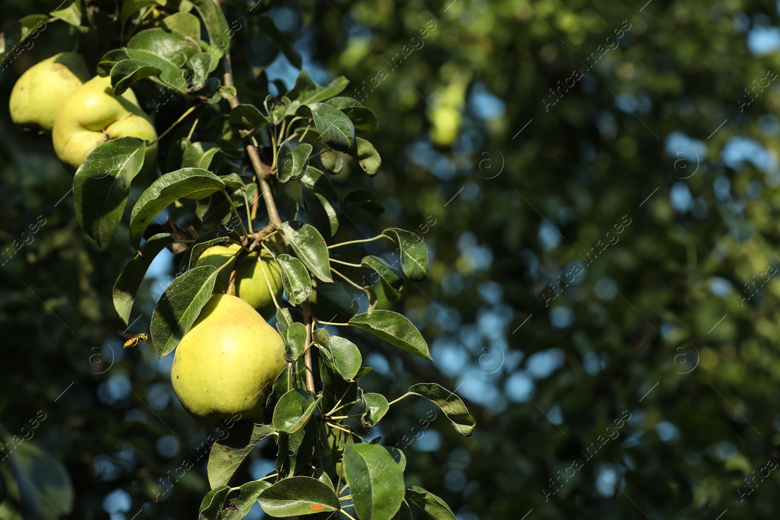 Photo of Pear tree branch with fruits in garden, closeup