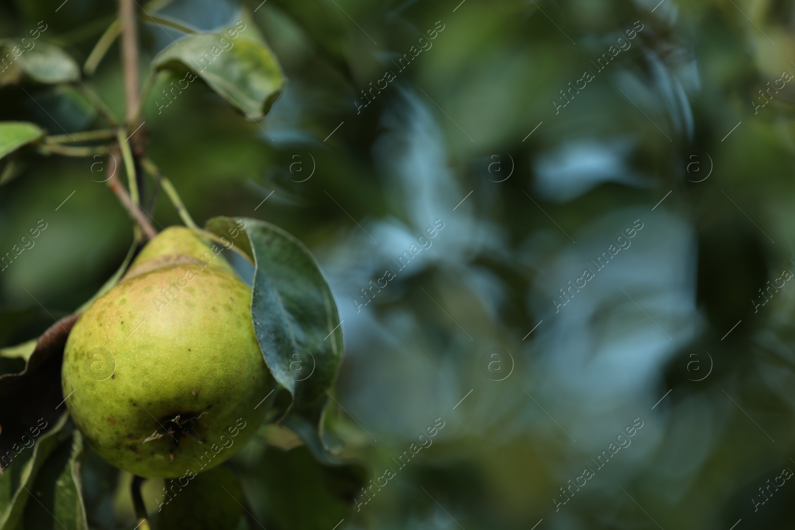 Photo of Pear tree branch with fruit in garden, closeup. Space for text