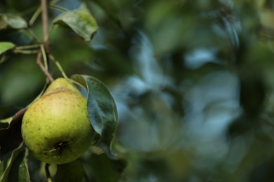 Photo of Pear tree branch with fruit in garden, closeup. Space for text