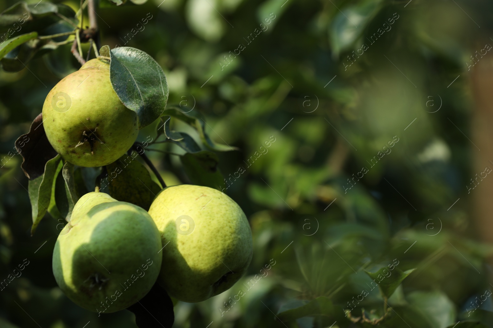 Photo of Pear tree branch with fruits in garden, closeup. Space for text