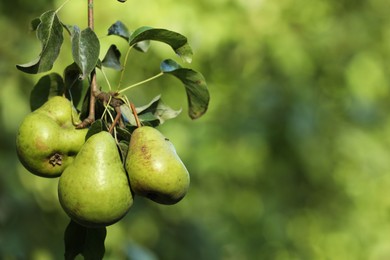 Photo of Pear tree branch with fruits in garden, closeup. Space for text