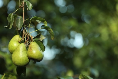 Photo of Pear tree branch with fruits in garden, closeup. Space for text