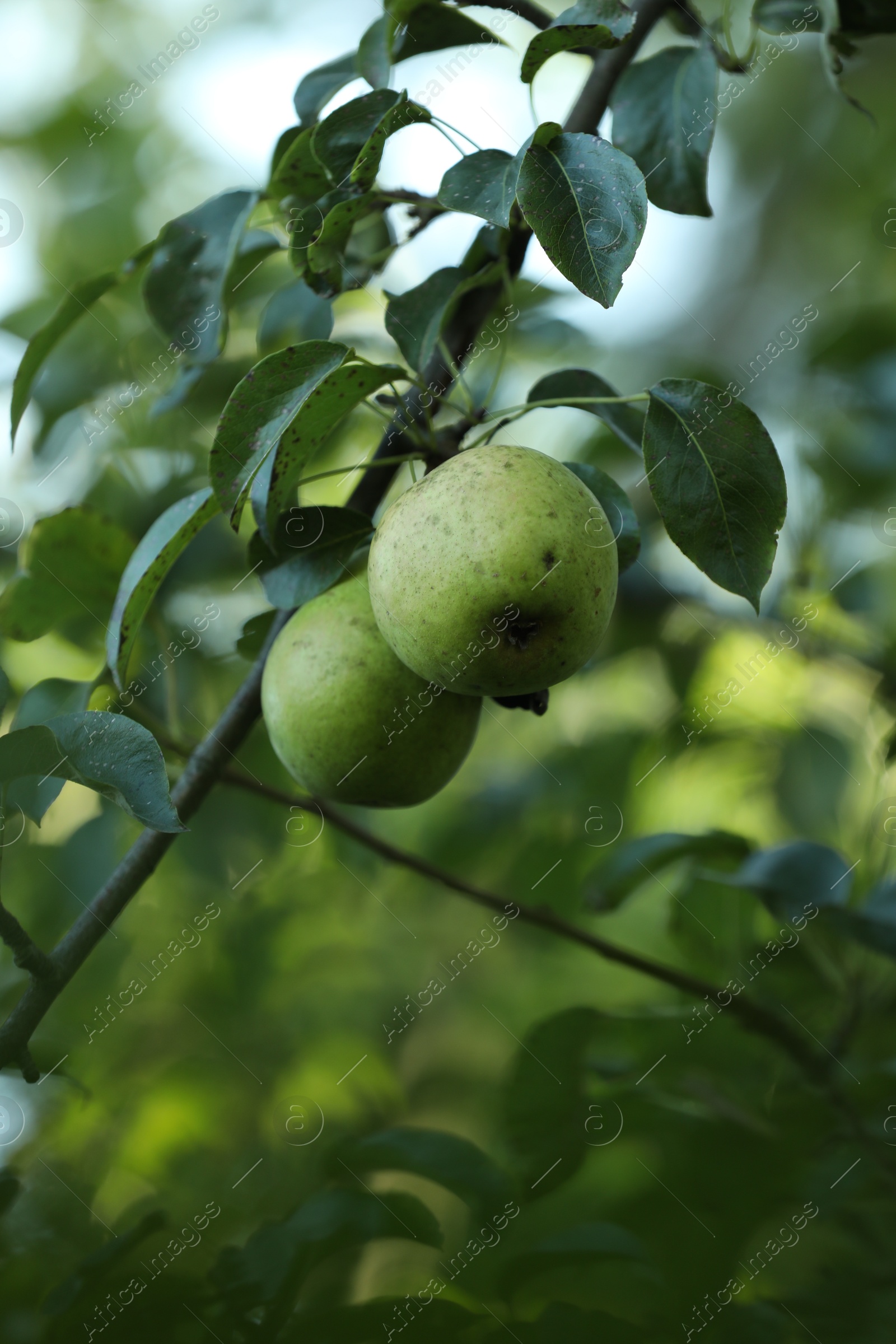 Photo of Pear tree branch with fruits in garden, closeup