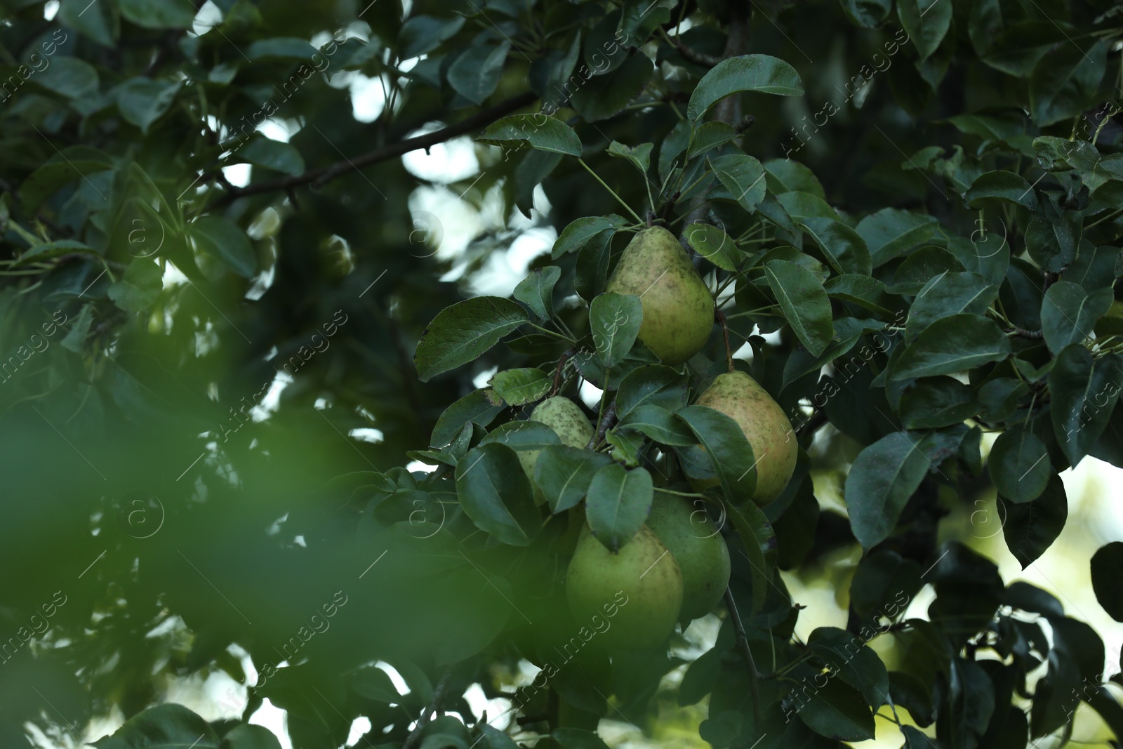 Photo of Pear tree branch with fruits in garden, closeup