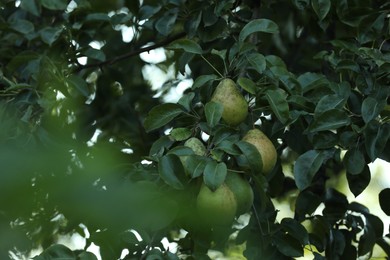 Photo of Pear tree branch with fruits in garden, closeup