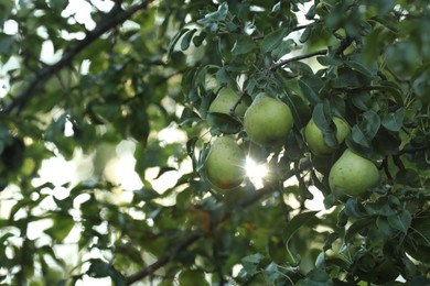 Photo of Pear tree branch with fruits in garden, closeup