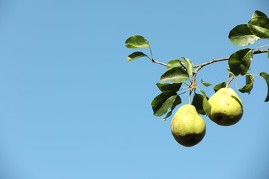 Photo of Pear tree branch with fruits against blue sky, closeup. Space for text