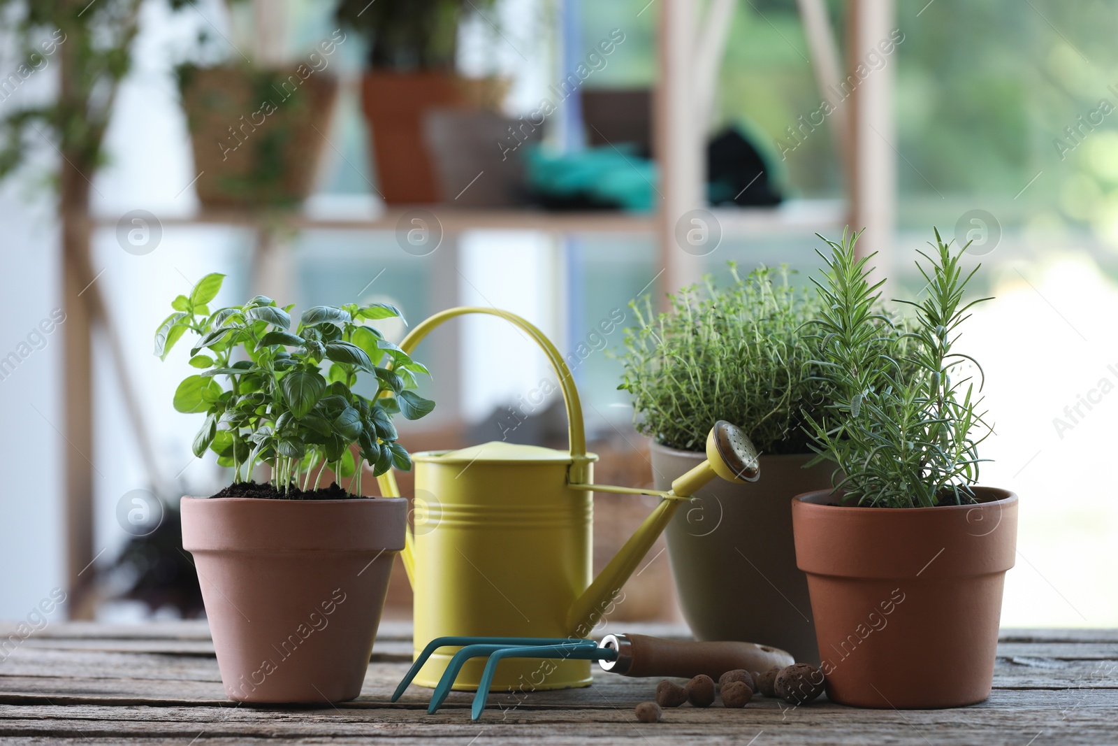 Photo of Different herbs growing in pots, rake and watering can on wooden table