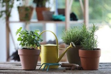 Photo of Different herbs growing in pots, rake and watering can on wooden table