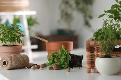 Transplanting basil. Different herbs growing in pots on white table