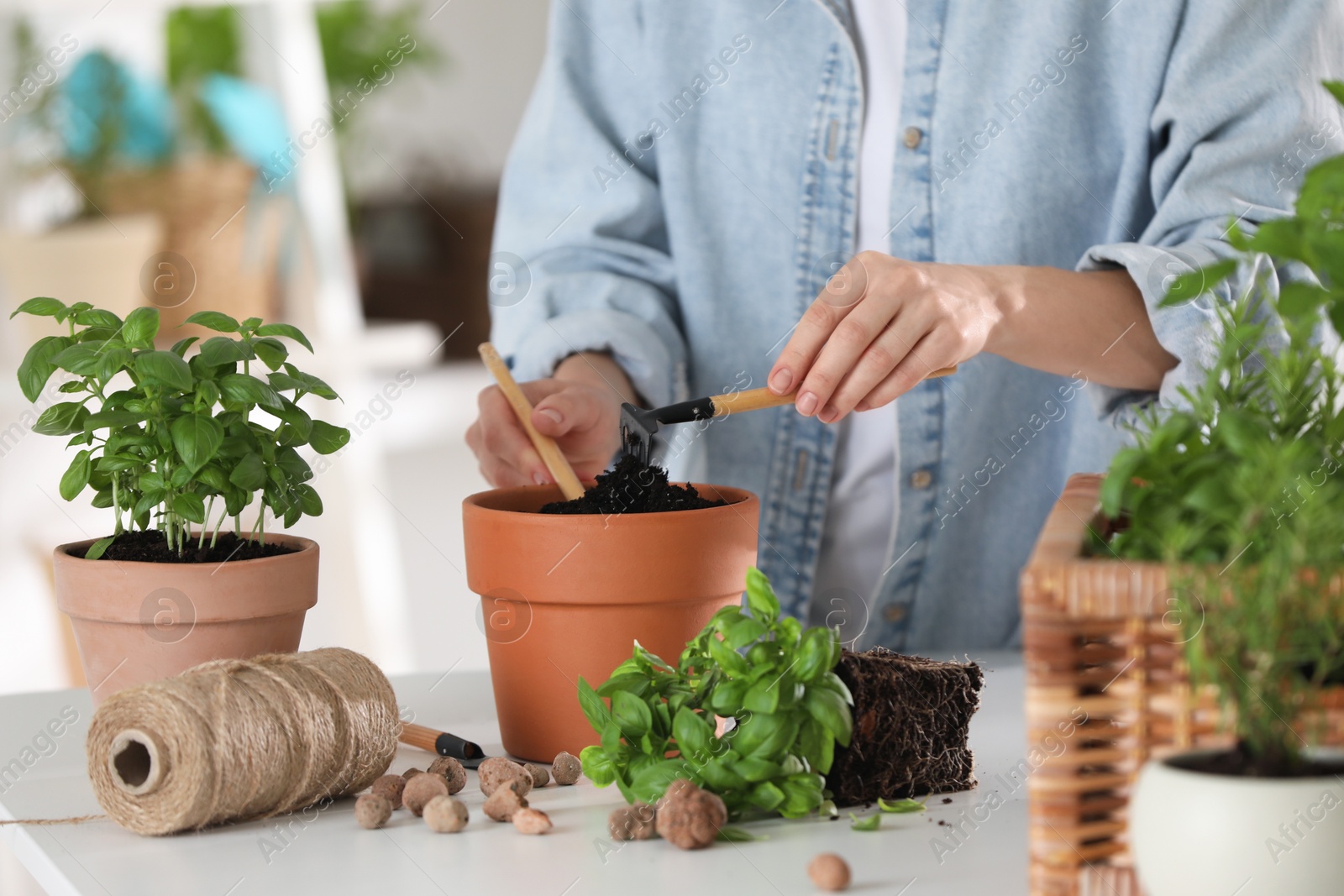 Photo of Transplanting herb. Woman loosening soil in pot at table indoors, closeup