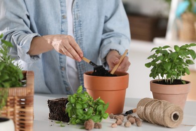 Photo of Transplanting herb. Woman loosening soil in pot at table indoors, closeup