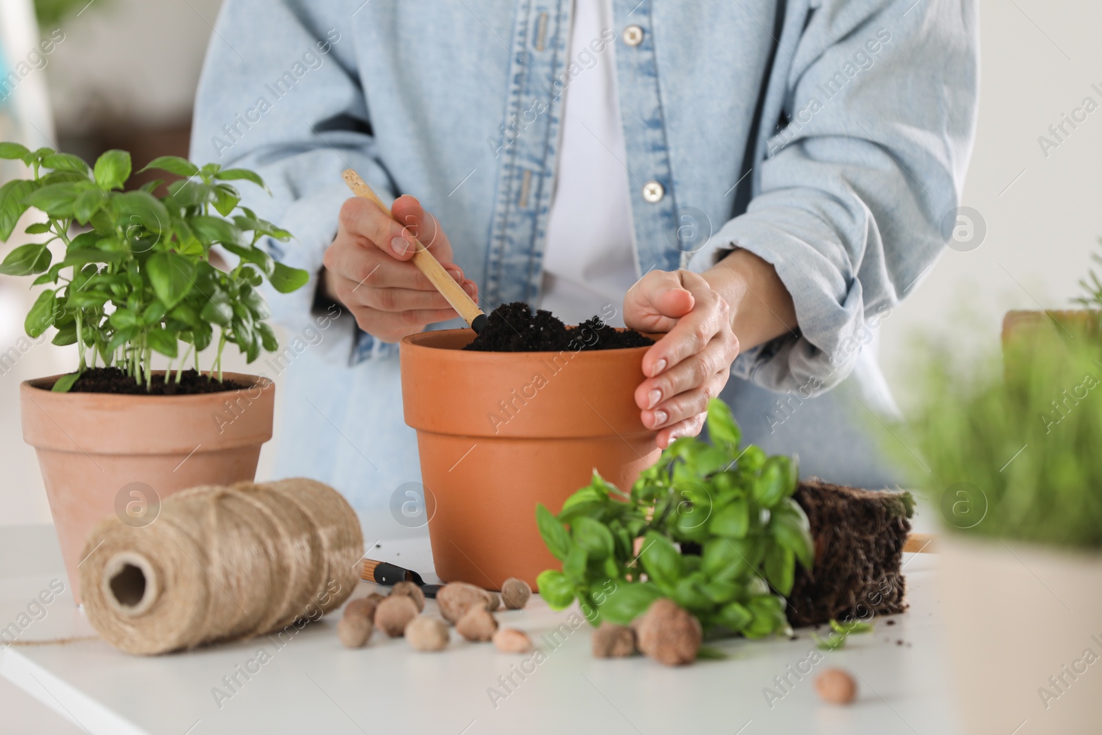 Photo of Transplanting herb. Woman loosening soil in pot at table indoors, closeup