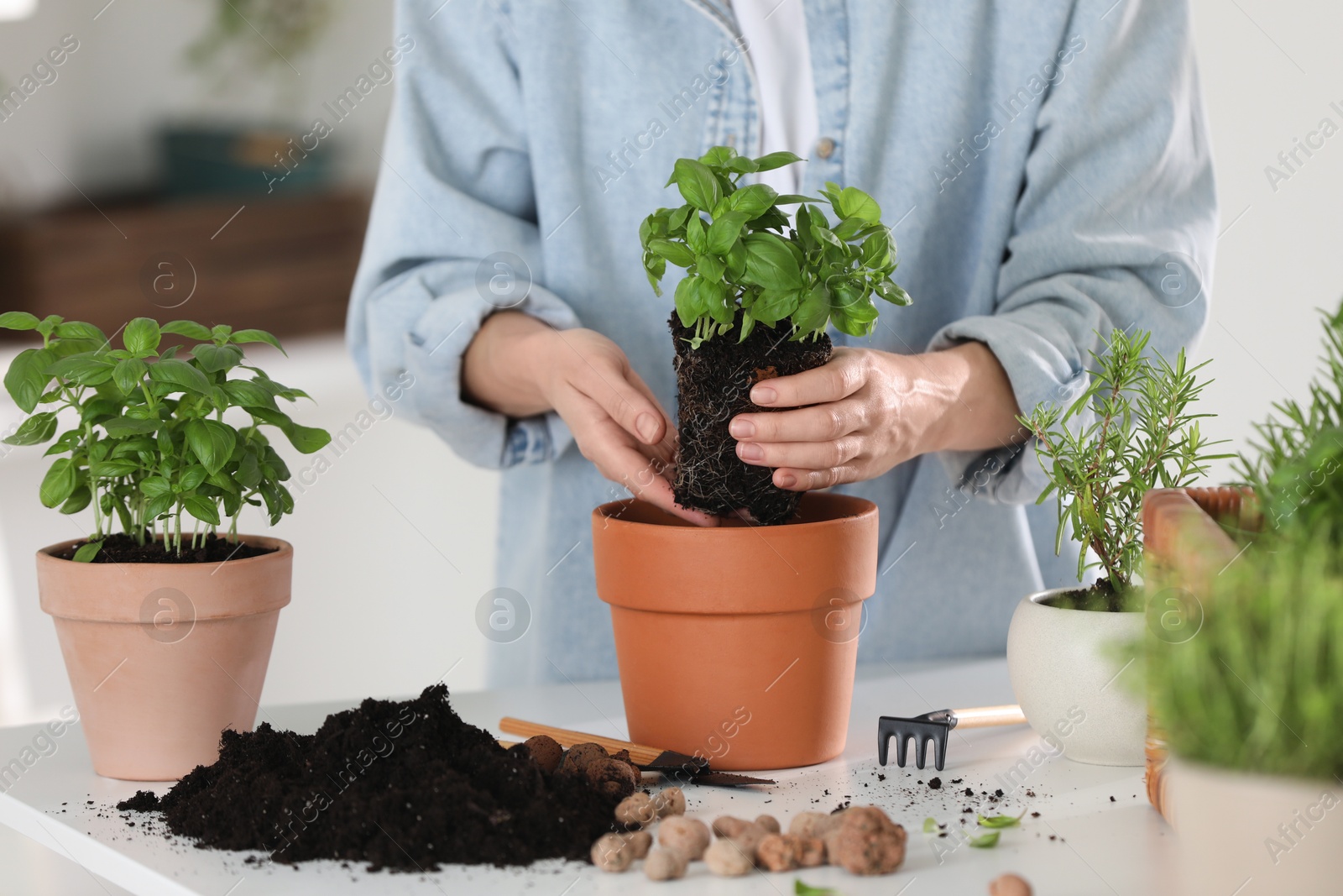 Photo of Woman transplanting herb into pot at table indoors, closeup