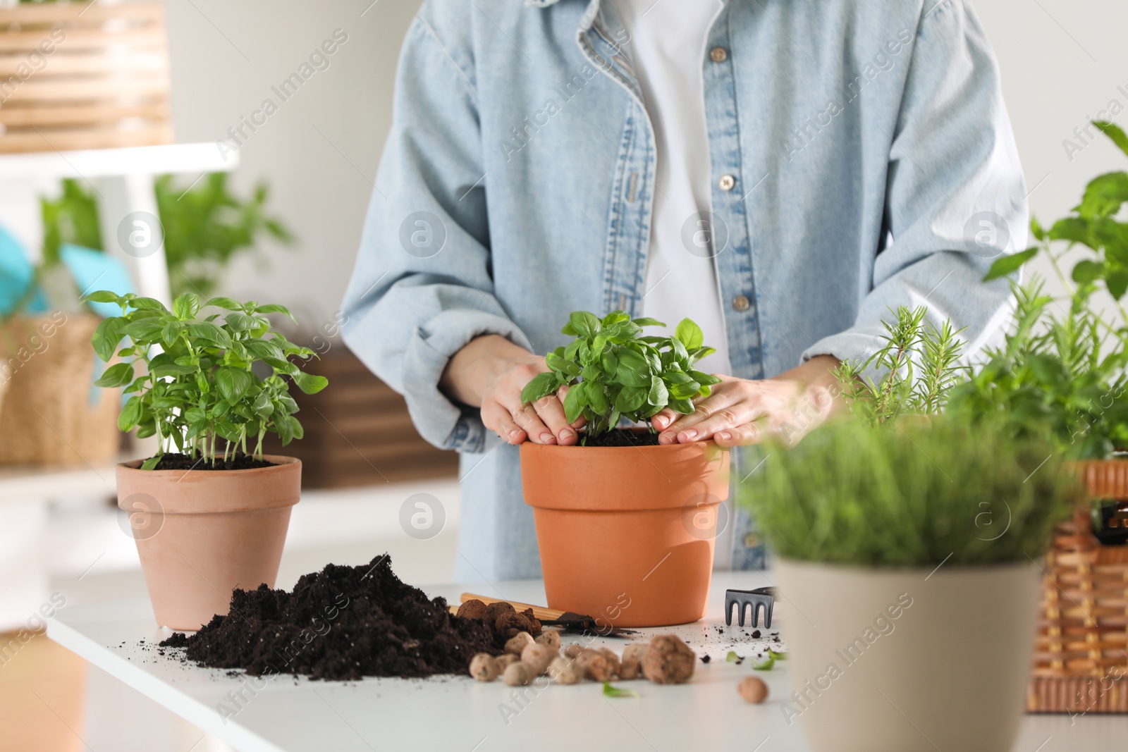 Photo of Woman transplanting herb into pot at table indoors, closeup