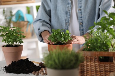 Woman transplanting herb into pot at table indoors, closeup