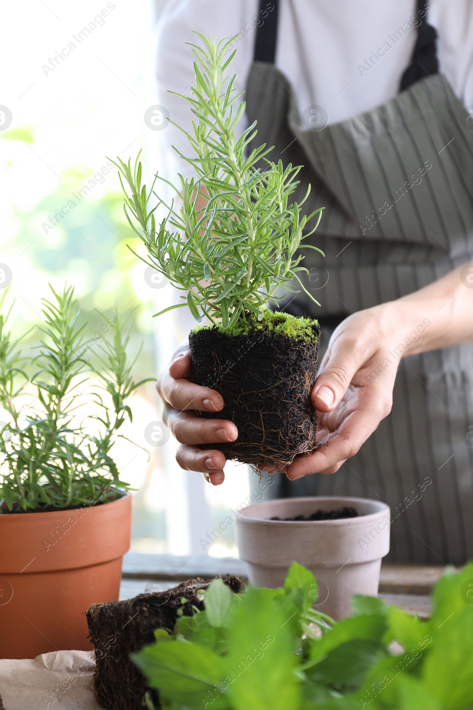 Photo of Woman transplanting herb into pot at table, closeup