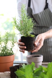 Photo of Woman transplanting herb into pot at table, closeup