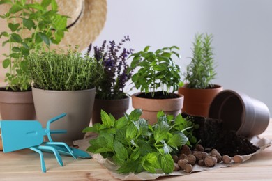 Transplanting herb. Mint in soil, gardening tools and potted plants on wooden table