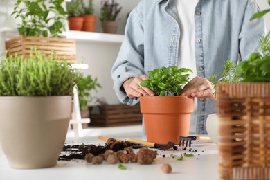 Photo of Woman transplanting herb into pot at white table, closeup