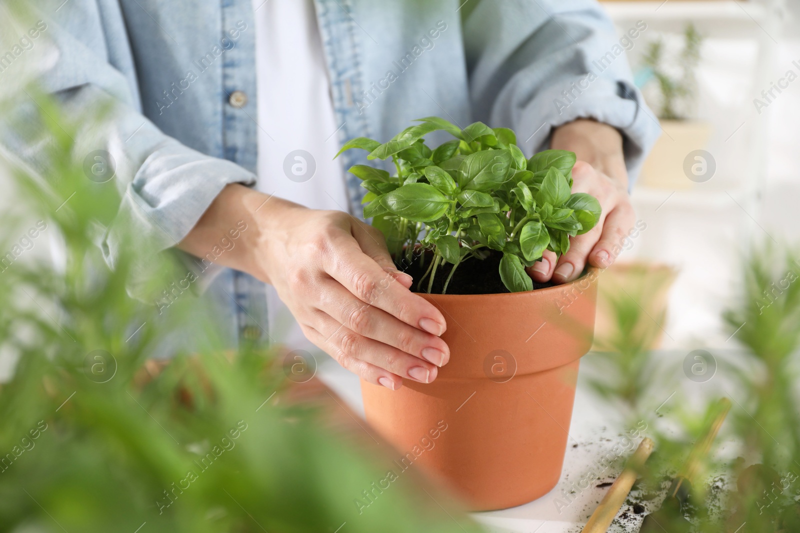 Photo of Woman transplanting herb into pot at table, closeup