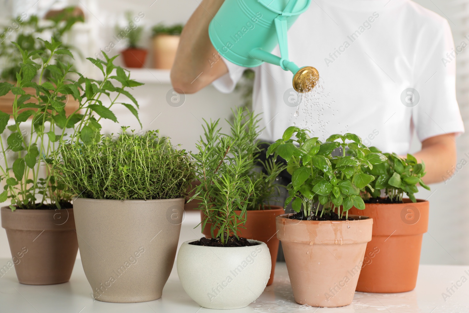 Photo of Woman watering different potted herbs at white table, closeup