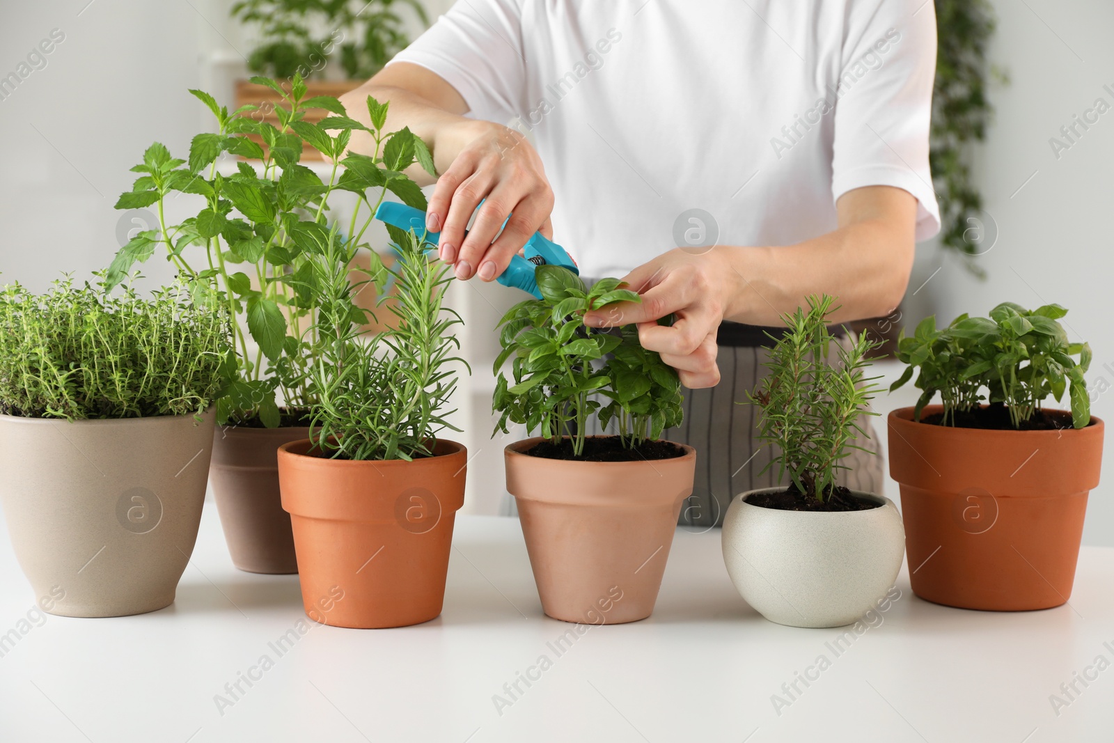 Photo of Woman pruning potted herbs with secateurs at white table, closeup