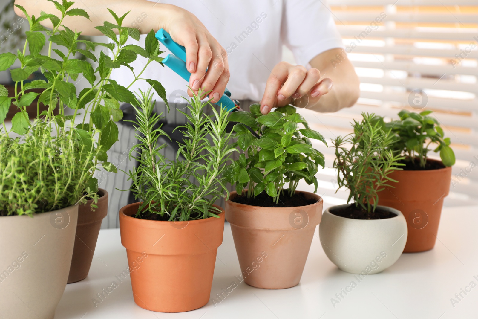 Photo of Woman pruning potted herbs with secateurs at white table, closeup