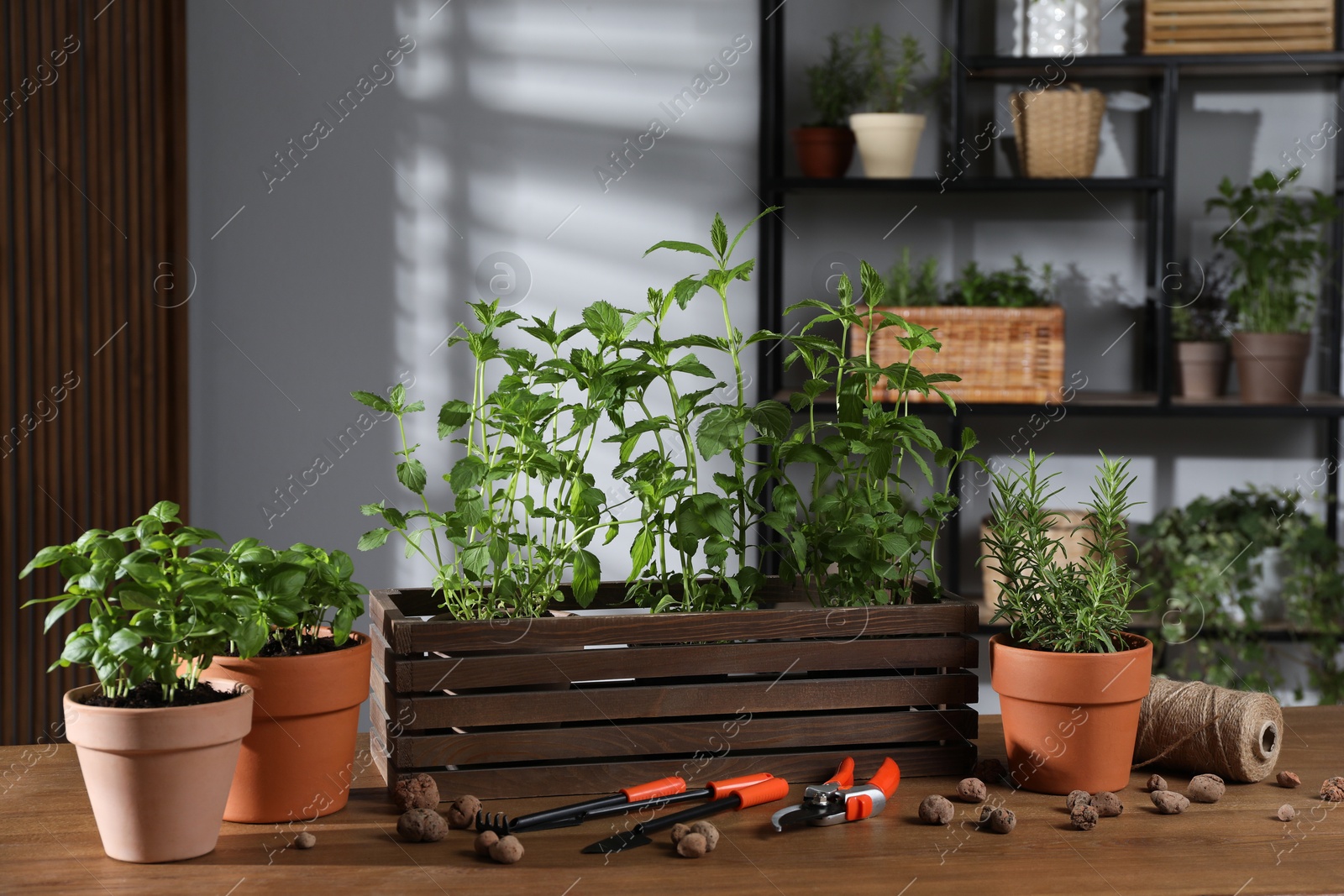 Photo of Potted herbs, clay pebbles and gardening tools on wooden table indoors