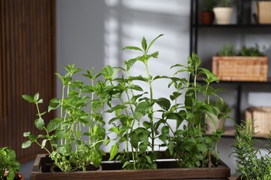 Potted mint in crate and other herbs indoors, closeup