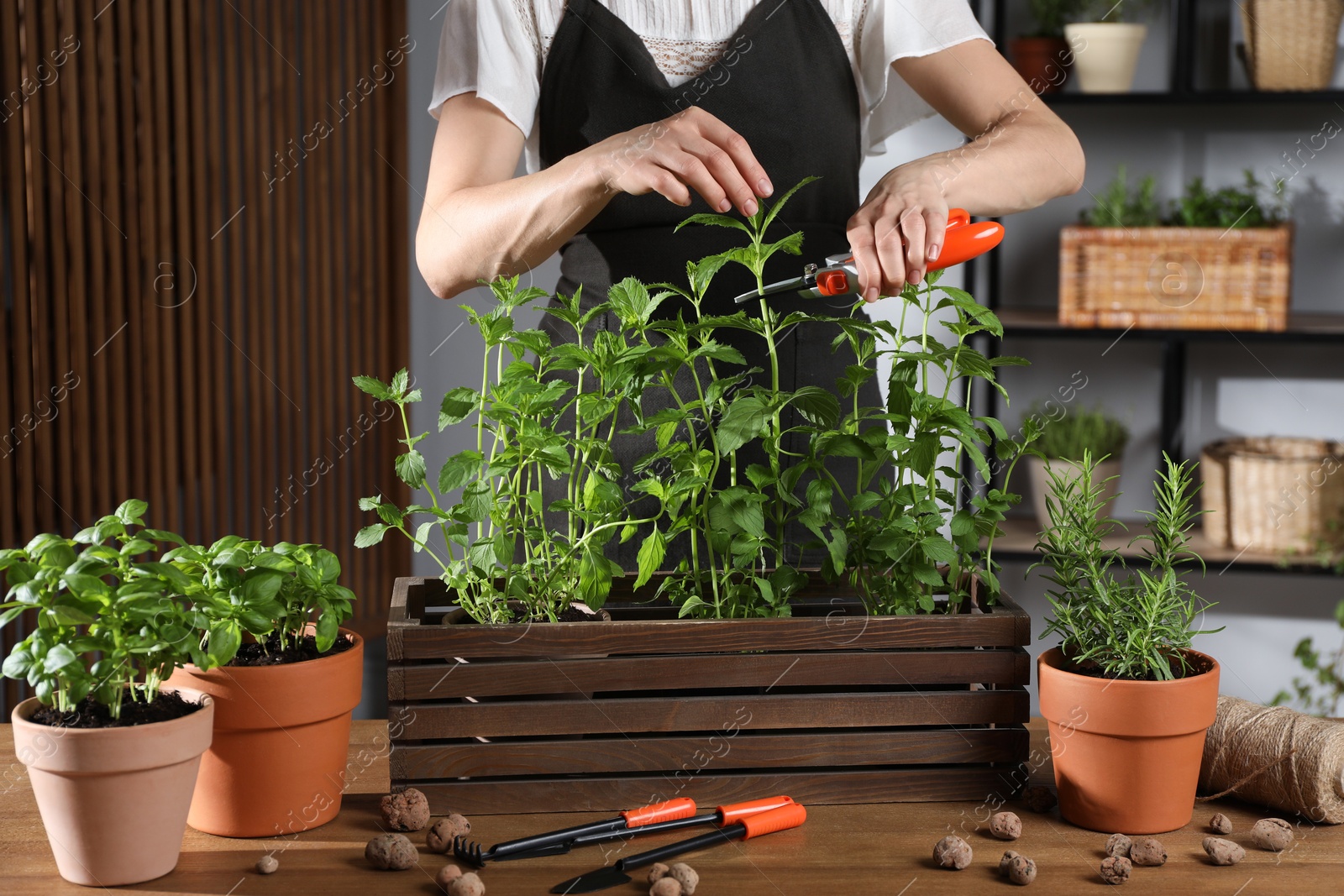 Photo of Woman pruning potted herbs with secateurs at wooden table, closeup