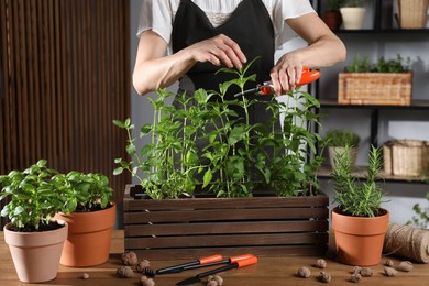 Woman pruning potted herbs with secateurs at wooden table, closeup