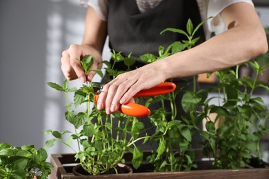 Potted herb. Woman pruning mint with secateurs indoors, closeup