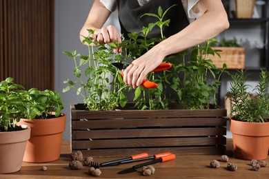 Photo of Woman pruning potted herbs with secateurs at wooden table, closeup