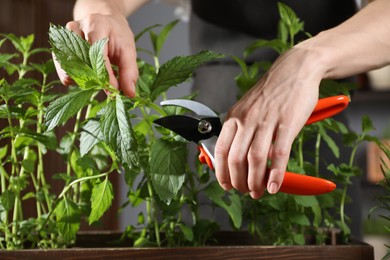 Photo of Potted herb. Woman pruning mint with secateurs indoors, closeup