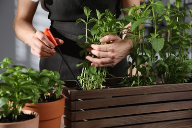 Photo of Potted herbs. Woman working with mint at table indoors, closeup