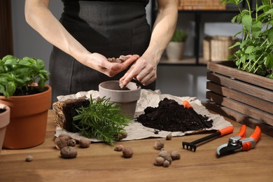 Photo of Transplanting herb. Woman putting clay pebbles into pot at wooden table, closeup