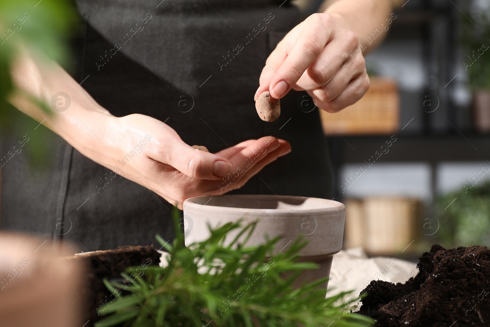 Photo of Transplanting herb. Woman putting clay pebbles into pot indoors, closeup