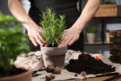 Photo of Woman transplanting herb into pot at table indoors, closeup