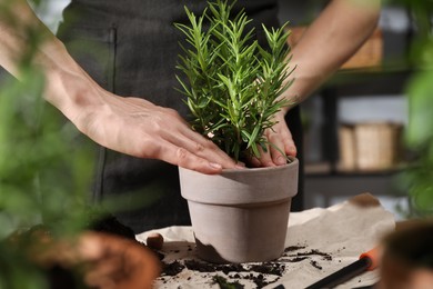 Photo of Woman transplanting herb into pot at table indoors, closeup