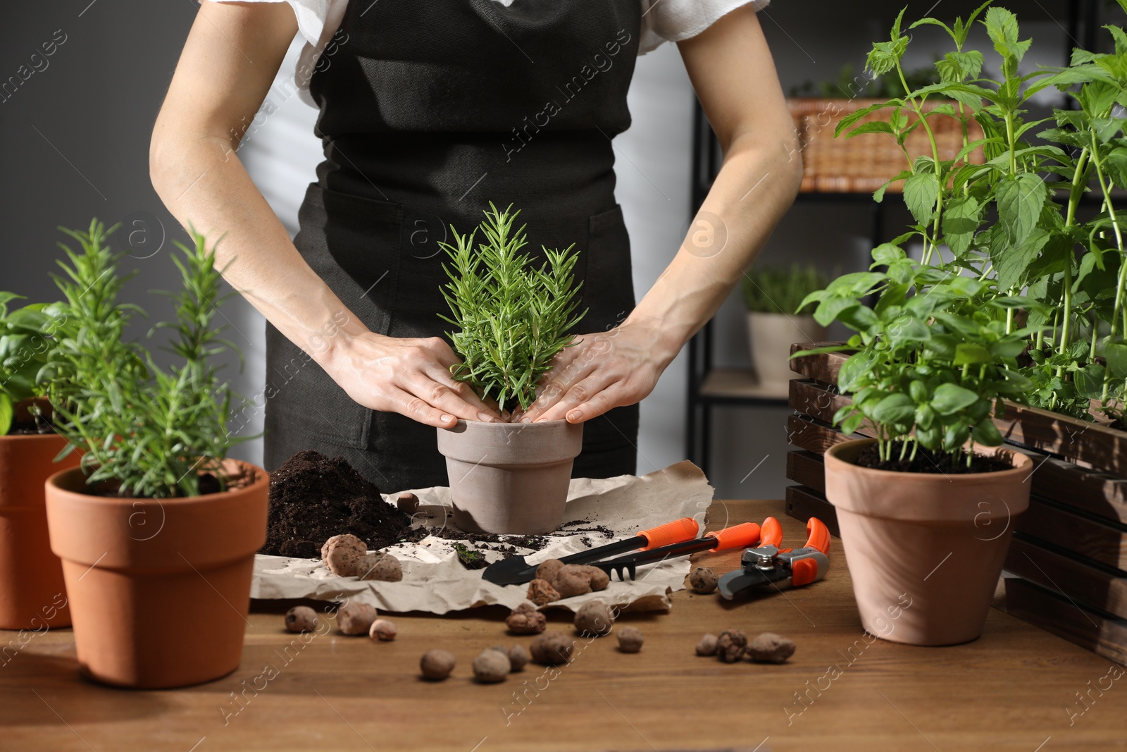 Photo of Woman transplanting rosemary into pot among other herbs at wooden table, closeup