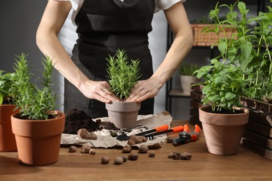 Photo of Woman transplanting rosemary into pot among other herbs at wooden table, closeup