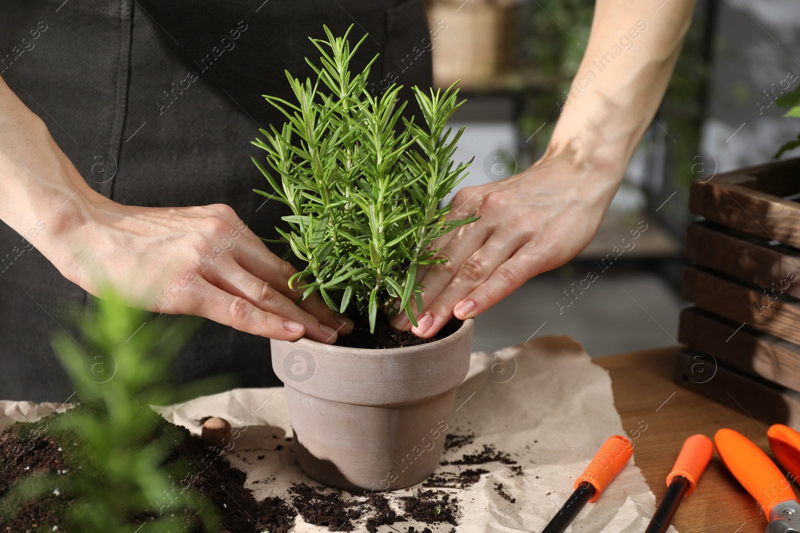 Photo of Woman transplanting herb into pot at table indoors, closeup