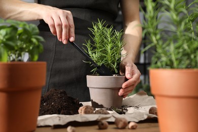 Photo of Transplanting herb. Woman adding soil into pot with rosemary at table, closeup