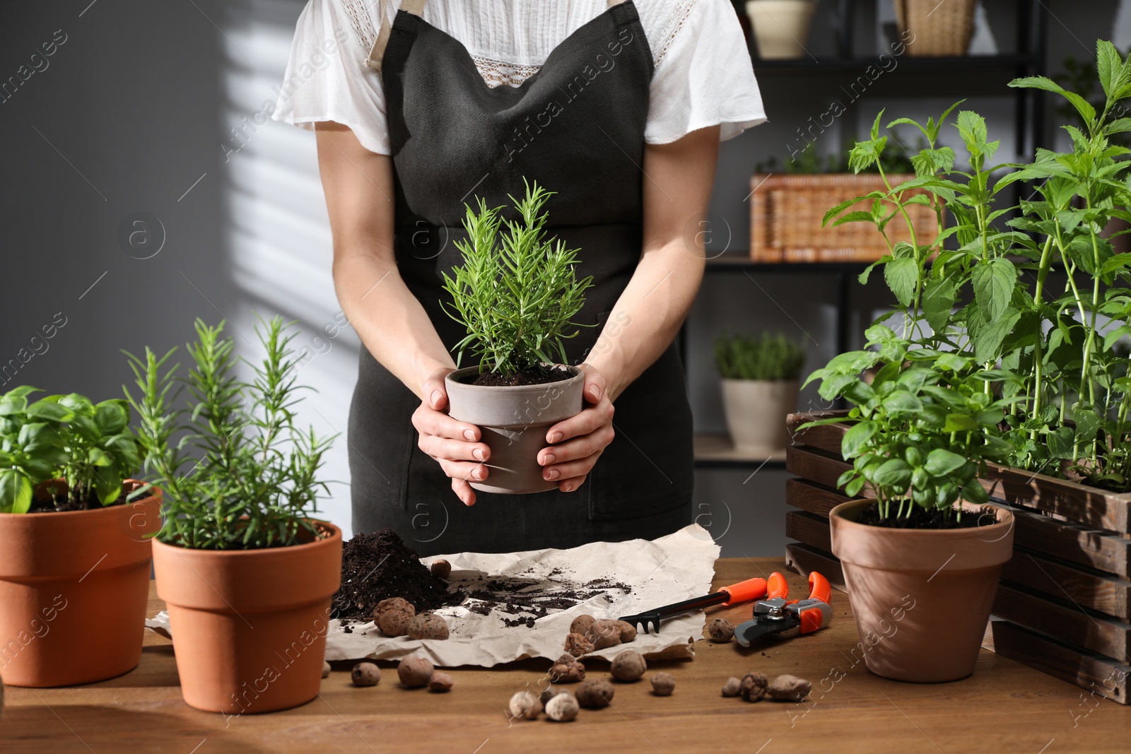 Photo of Woman with potted rosemary among others herbs at table, closeup