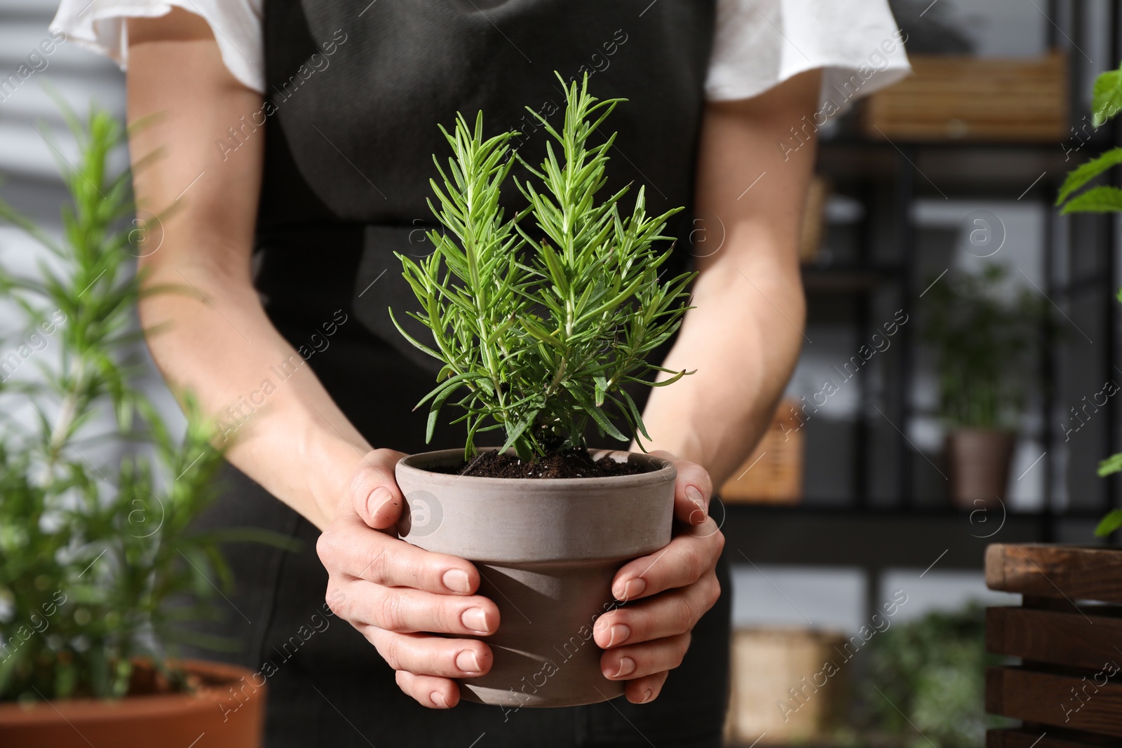 Photo of Woman with potted herb at home, closeup